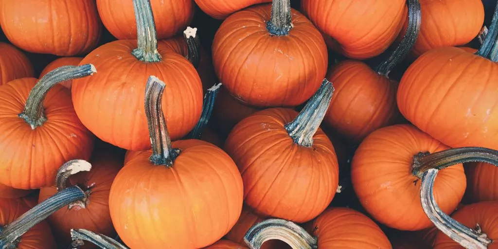 Miniature pumpkins